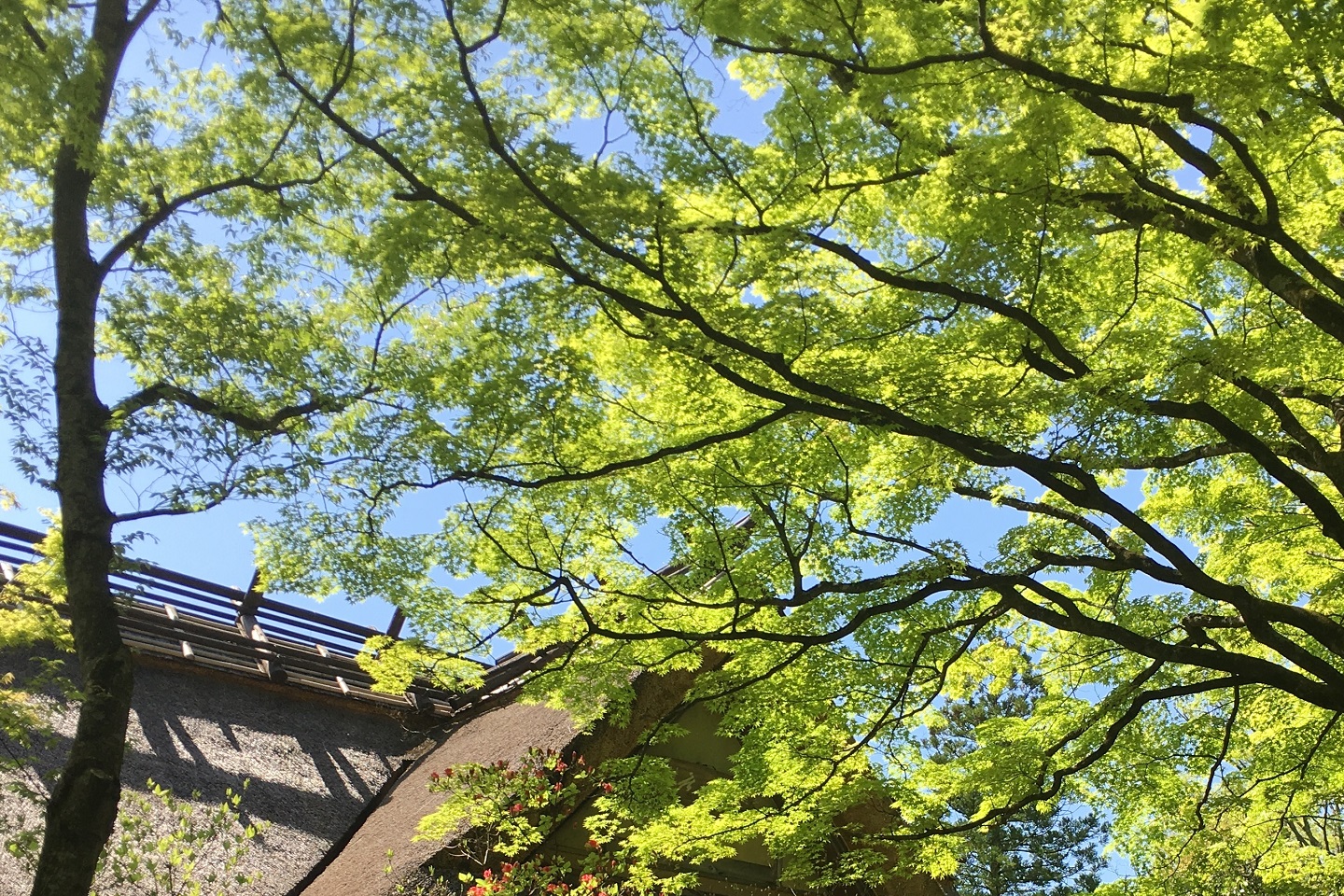 新緑の季節です