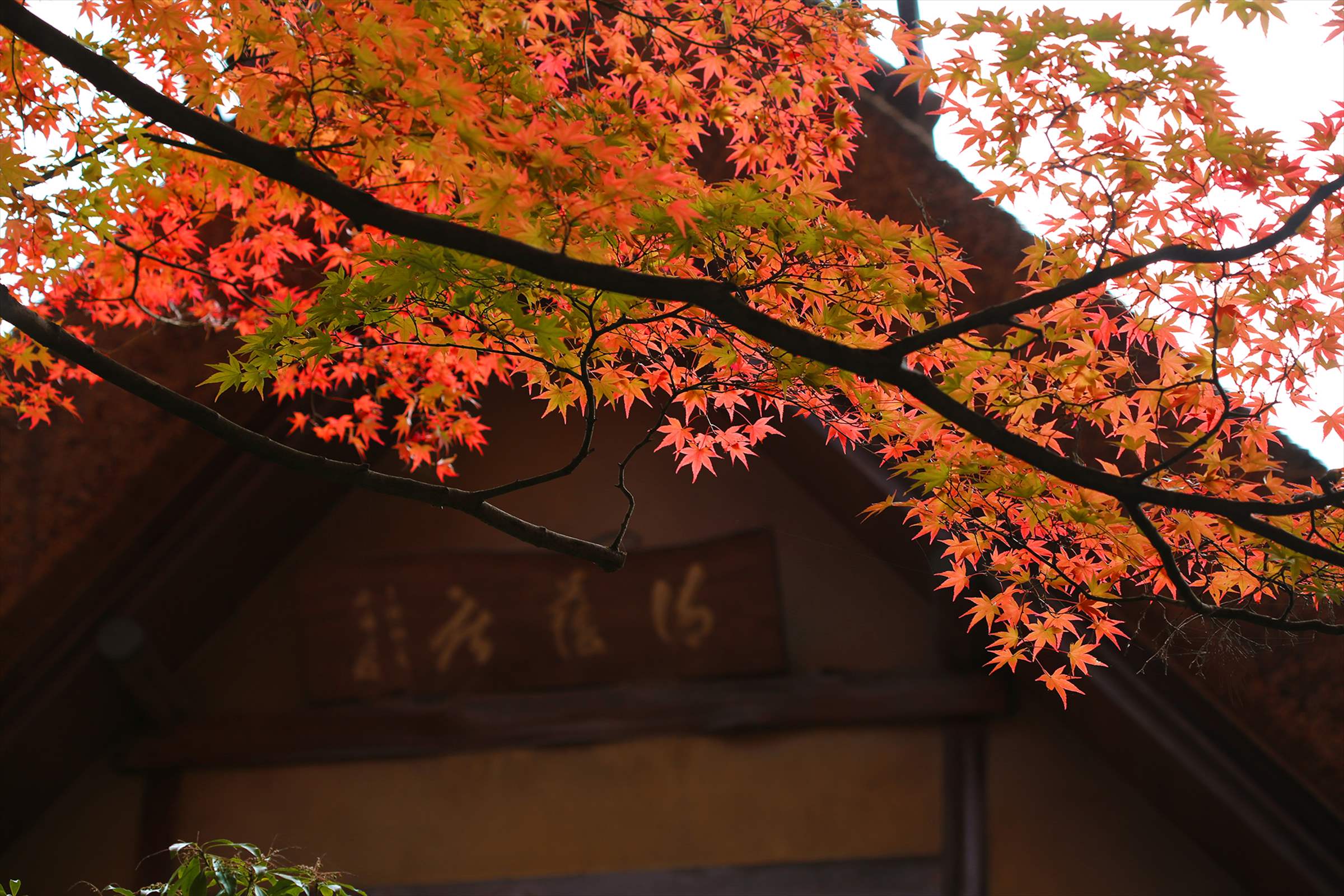 庭の紅葉が見頃です