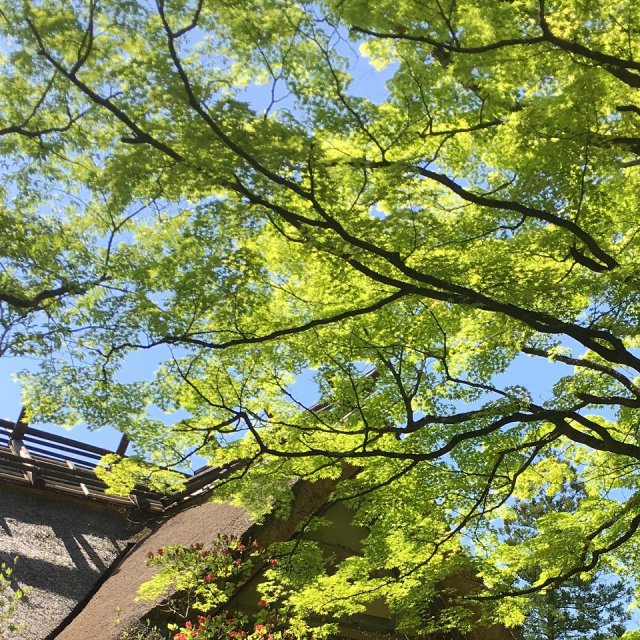 新緑の季節です