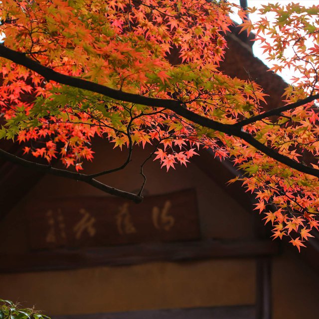 庭の紅葉が見頃です